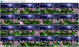 中国风荷花莲花LED背景视频素