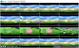 洪湖水浪打浪荷花芦苇湖景LED