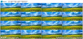 花丛蝴蝶蓝天白云led婚礼视频