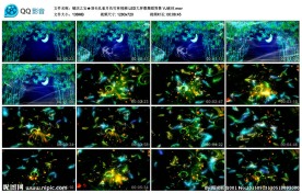 羽毛孔雀月色竹林视频LEDVJ