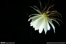 昙花凋谢的过程