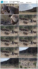 阿拉伯狒狒猴子视频素材