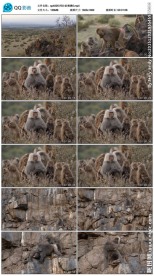 阿拉伯狒狒猴子视频素材