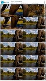 大象野生动物视频素材