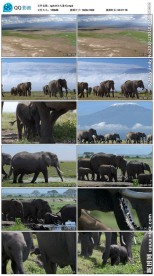 大象野生动物视频素材