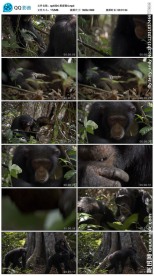 黑猩猩动物世界视频素材