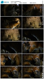 狐狸实拍视频素材