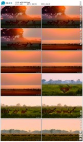 奔跑的鹿视频素材