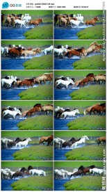 奔跑的马群视频素材