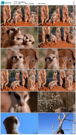 野生动物猫鼬视频素材