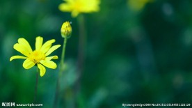 春天绿背景唯美小黄花