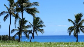 棕榈树和碧海蓝天