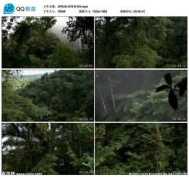 航拍森林热带雨林视频