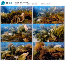 湖底水草水底世界