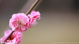 唯美樱花高清视频