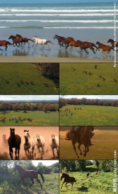 多组奔跑的马实拍视频