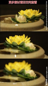 睡莲高清实拍视频素材