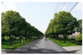 道路行道绿化效果图