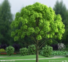 小叶樟模型代理