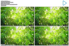 阳光透过雨打树叶