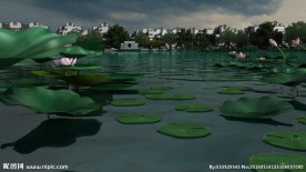 荷花雨景