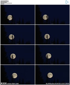 黑夜夜空树梢月亮