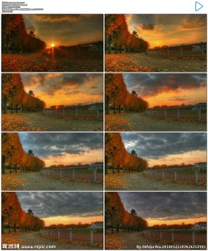 秋天树林树梢日落