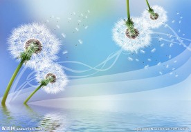 现代简约优雅蒲公英花朵花卉背景