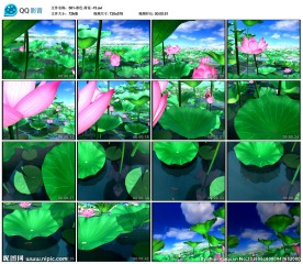 春色荷花荷花池古典中国风背景