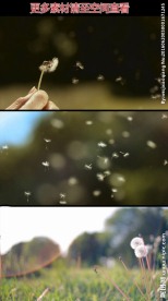 吹散蒲公英种子随风飞散实拍视频