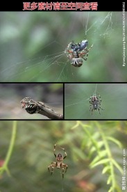 蜘蛛结网捕食实拍视频素材