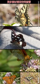 蝴蝶凤蝶采花蜜高清实拍视频素材