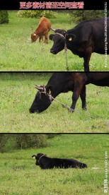 牛吃草在绿草地上休息高清实拍视