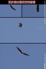 雄鹰蓝天翱翔实拍视频素材