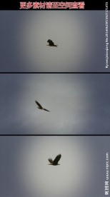 雄鹰天空飞翔跟拍实拍视频素材