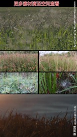 野草丛随风摆动高清实拍视频素材