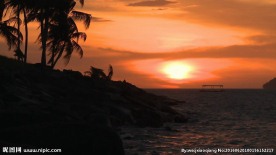 海边黄昏椰树剪影高清实拍视频素