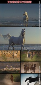 海滩白马高清实拍视频素材