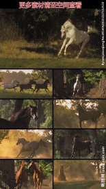 优雅奔跑的骏马高清实拍视频素材