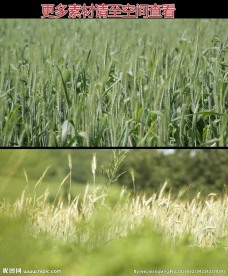 绿色麦穗高清实拍视频素材