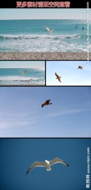 海鸟海鸥飞翔高清实拍视频素材