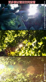 阳光穿透树枝树叶高清实拍视频