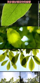 阳光绿叶高清实拍视频素材