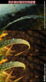 芦苇叶露珠高清实拍视频素材