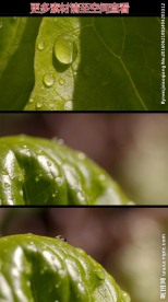 绿叶水珠高清实拍视频素材