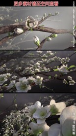 梨花开放高清视频素材