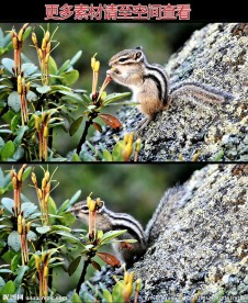 松鼠吃果实高清实拍视频素材