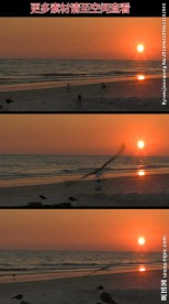 黄昏海边海鸥高清实拍视频素材