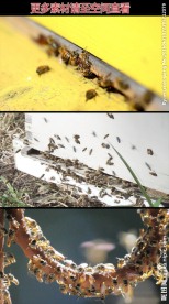 蜜蜂蜂巢高清实拍视频素材