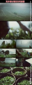 茶园美女茶农采茶高清实拍视频素